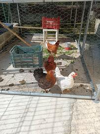5 galline di 8 mesi