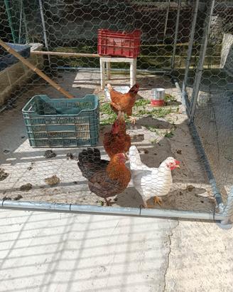 5 galline di 8 mesi