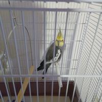 Coppia di pappagalli