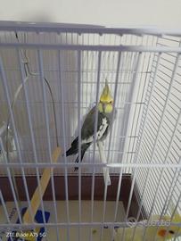 Coppia di pappagalli