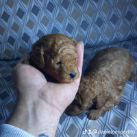 Barboncino toy mini red