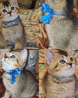 Gattina british