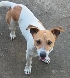 Jack russell