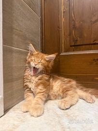 Cuccioli Maine Coon con Pedigree
