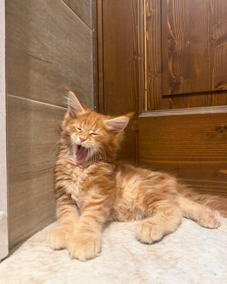 Cuccioli Maine Coon con Pedigree