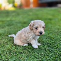 Maltipoo