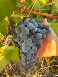CANNONAU DI SORSO
