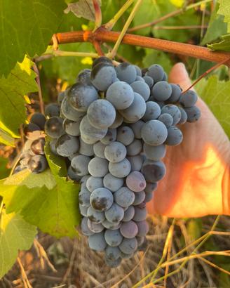 CANNONAU DI SORSO