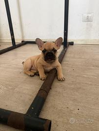 Bulldog francese