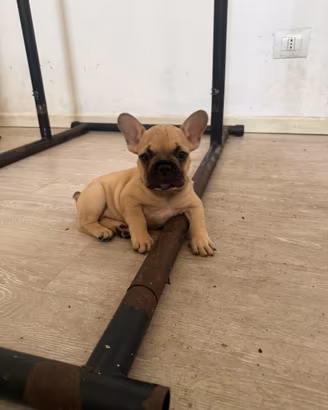 Bulldog francese