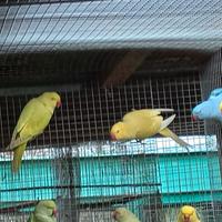 Parrocchetti dal collare in blocco