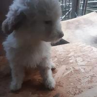 Lagotto