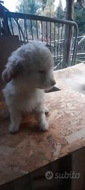 Lagotto