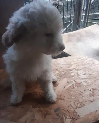 Lagotto