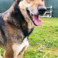 Cane lupo cecoslovacco mix in adozione