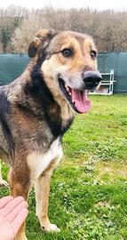 Cane lupo cecoslovacco mix in adozione