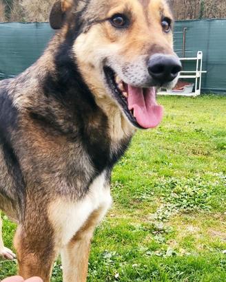 Cane lupo cecoslovacco mix in adozione