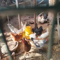 Galline americanine