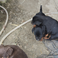 Cucciolo di jadg terrier
