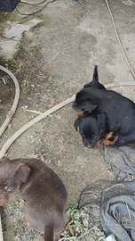 Cucciolo di jadg terrier