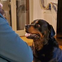 Rottweiler femmina per accoppiamento