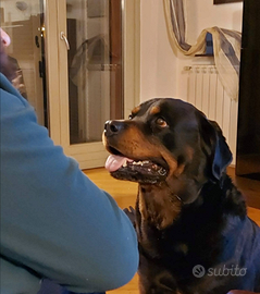 Rottweiler femmina per accoppiamento