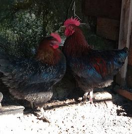 Galline Marans