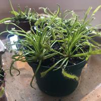 Pianta carnivora