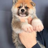 Cuccioli di Akita Disponibili - Pedigree ENCI/FCI