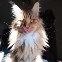 Maine coon