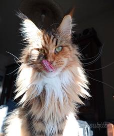 Maine coon