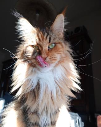 Maine coon