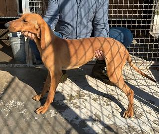 Segugio italiano 11 mesi Nome Ultimo