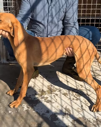 Segugio italiano 11 mesi Nome Ultimo