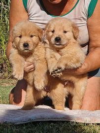 American golden retriever - marina lab