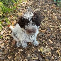 Cuccioli lagotto romagnolo