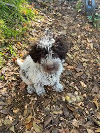 Cuccioli lagotto romagnolo