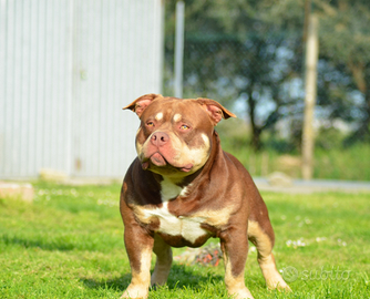 American bully per monta