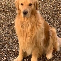 Cuccioli di Golden retriever