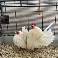 Galline serama malesi