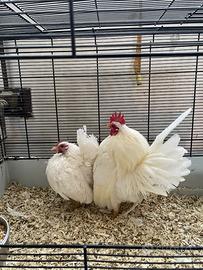 Galline serama malesi