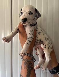 Dalmata pedigree cuccioli disponibili