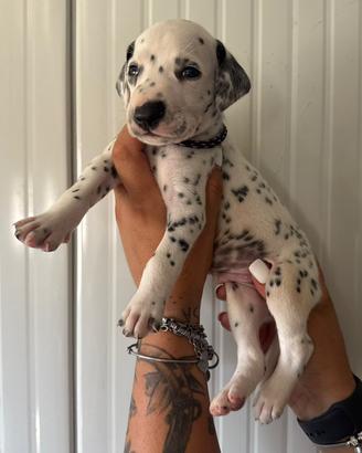 Dalmata pedigree cuccioli disponibili