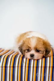 Cuccioli mix shih tzu
