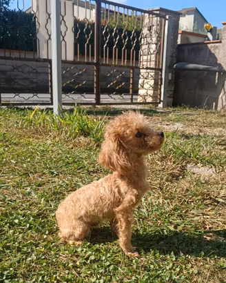 Barboncina super super mini