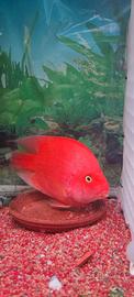 super red Blood parrot