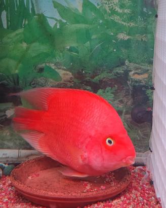 super red Blood parrot