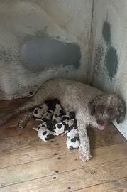 Cuccioli lagotto romagnolo