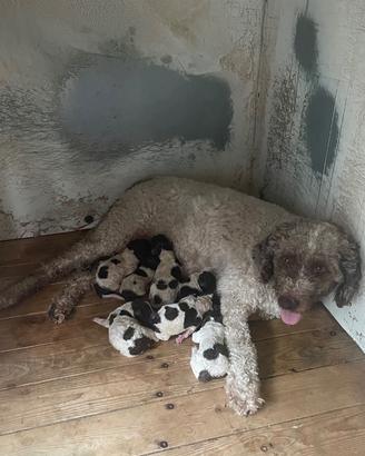 Cuccioli lagotto romagnolo