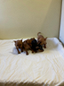 pinscher-toy-e-mini-toy